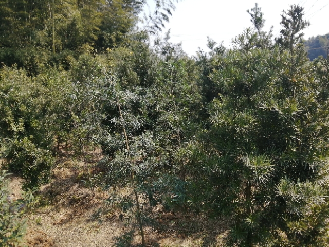 大量出售自然型罗汉松，地径4至8公分，4米高