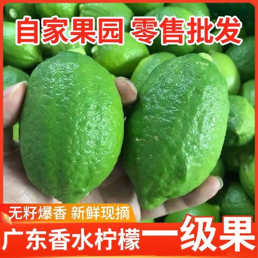 博罗县广东香水柠檬一级果