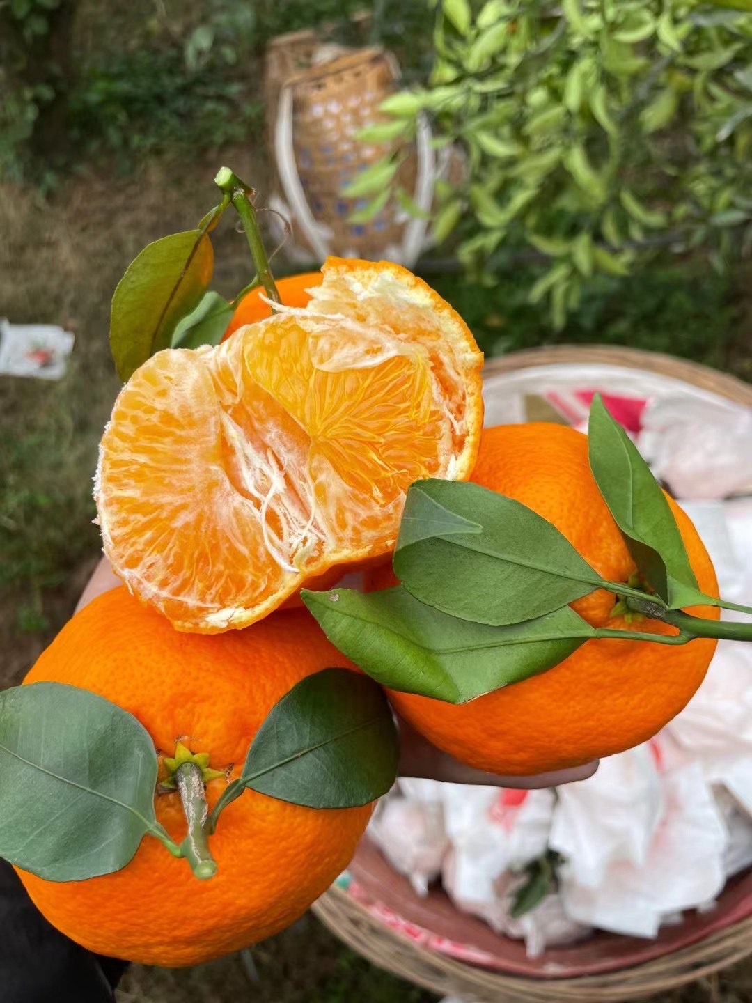 眉山新品种明日见柑橘，口感好，水分足。