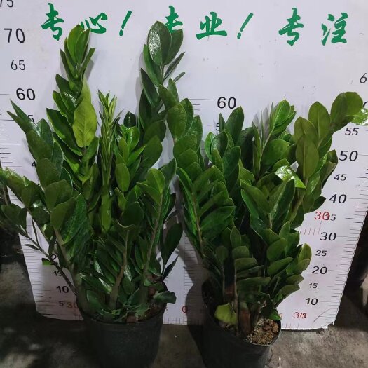 广州大盆金钱树盆栽基地直销全国发货大量有货品质保证各种型号