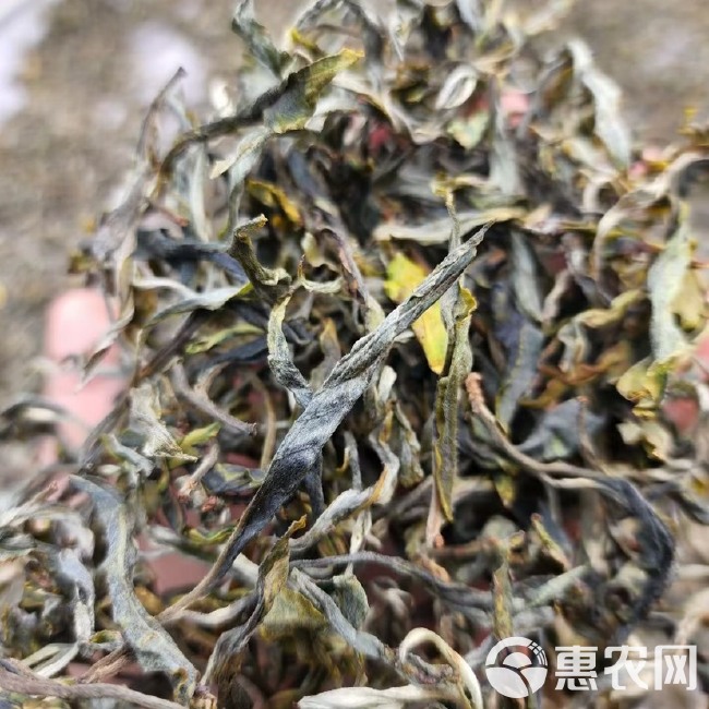 普洱百年古树茶，茶汤清澈清香甘甜，2024年春茶支持一件代发