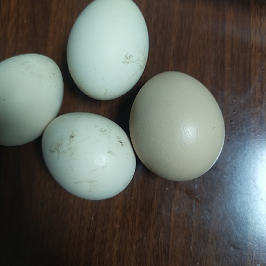 涿州市粉鸡蛋、绿皮鸡蛋、乌鸡蛋