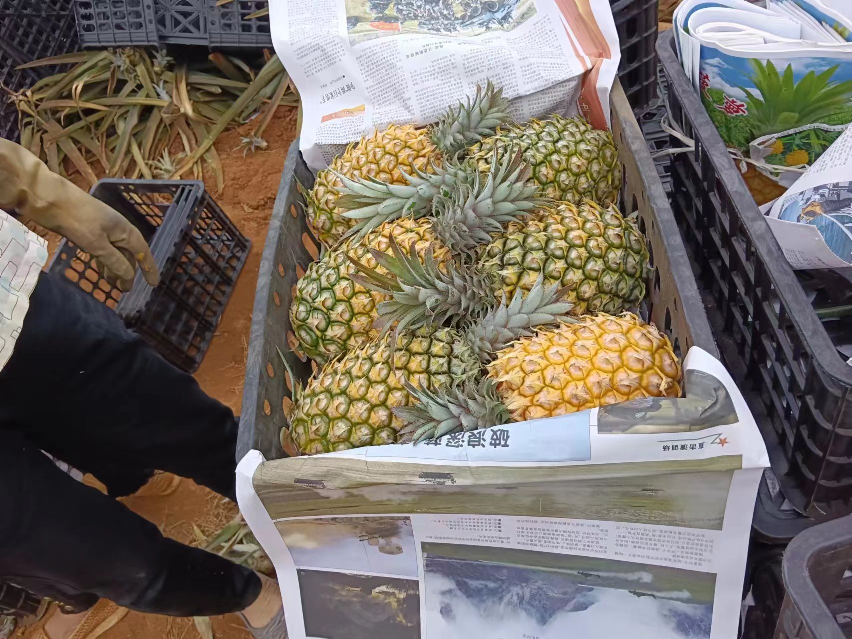 菠萝、徐闻菠萝、 海南香水菠萝、香水小菠萝、凤梨手撕菠萝、