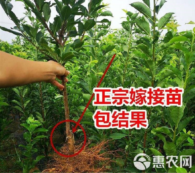 嫁接美人醉李子树苗，南北方种植，特大早熟晚熟无核蜂糖