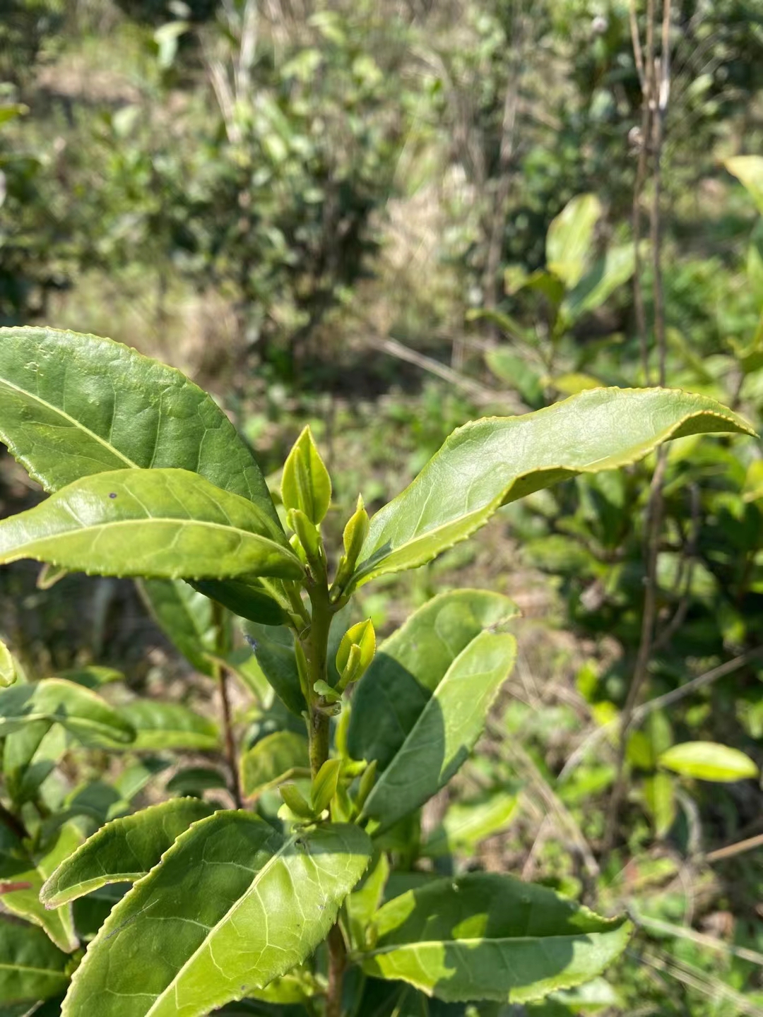 霍山县2023年黄茶新茶·霍山黄芽·霍山石斛原产地可以来实地考察