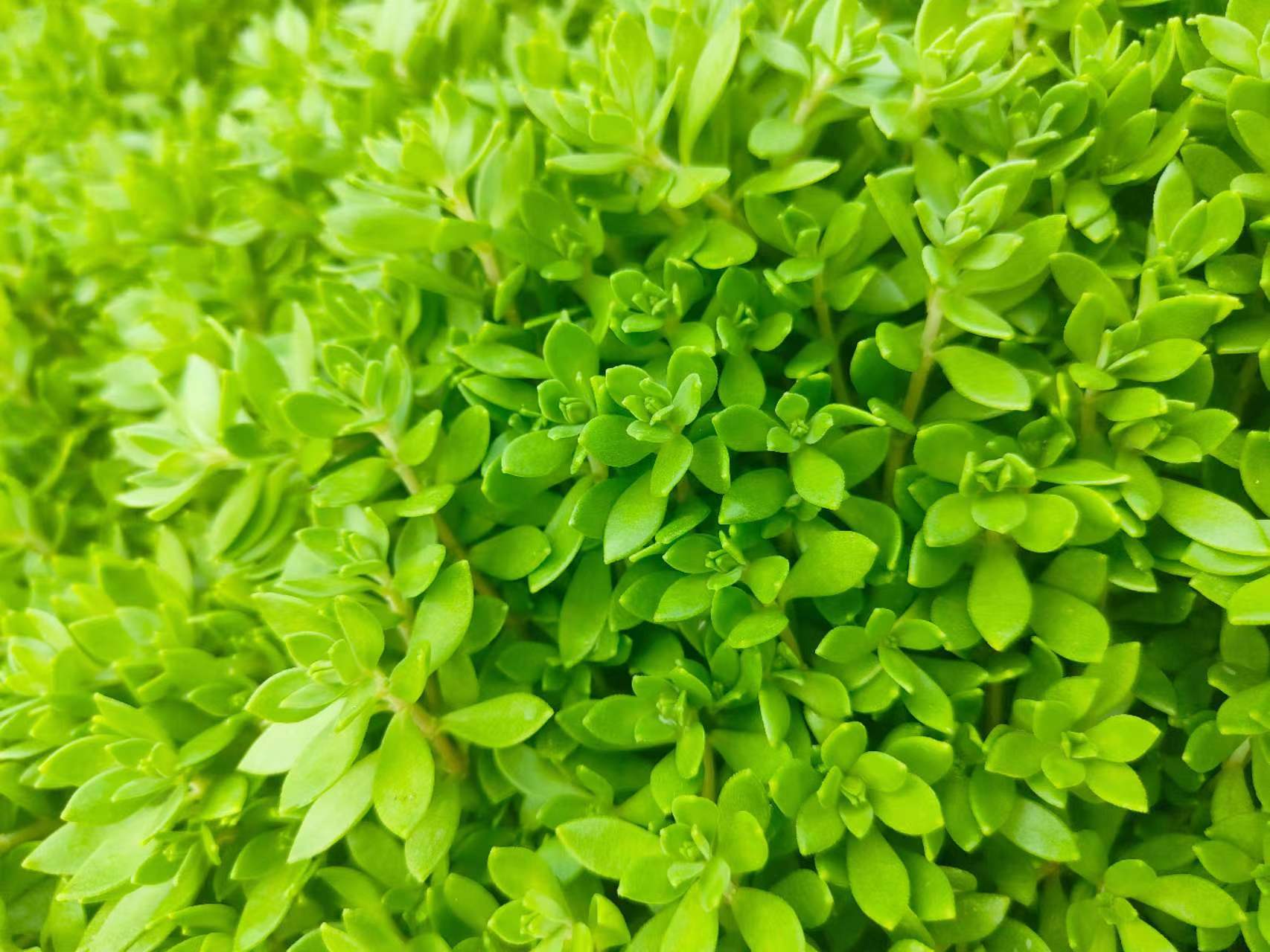 新鲜垂盆草绿叶佛甲草不带土广州增城基地