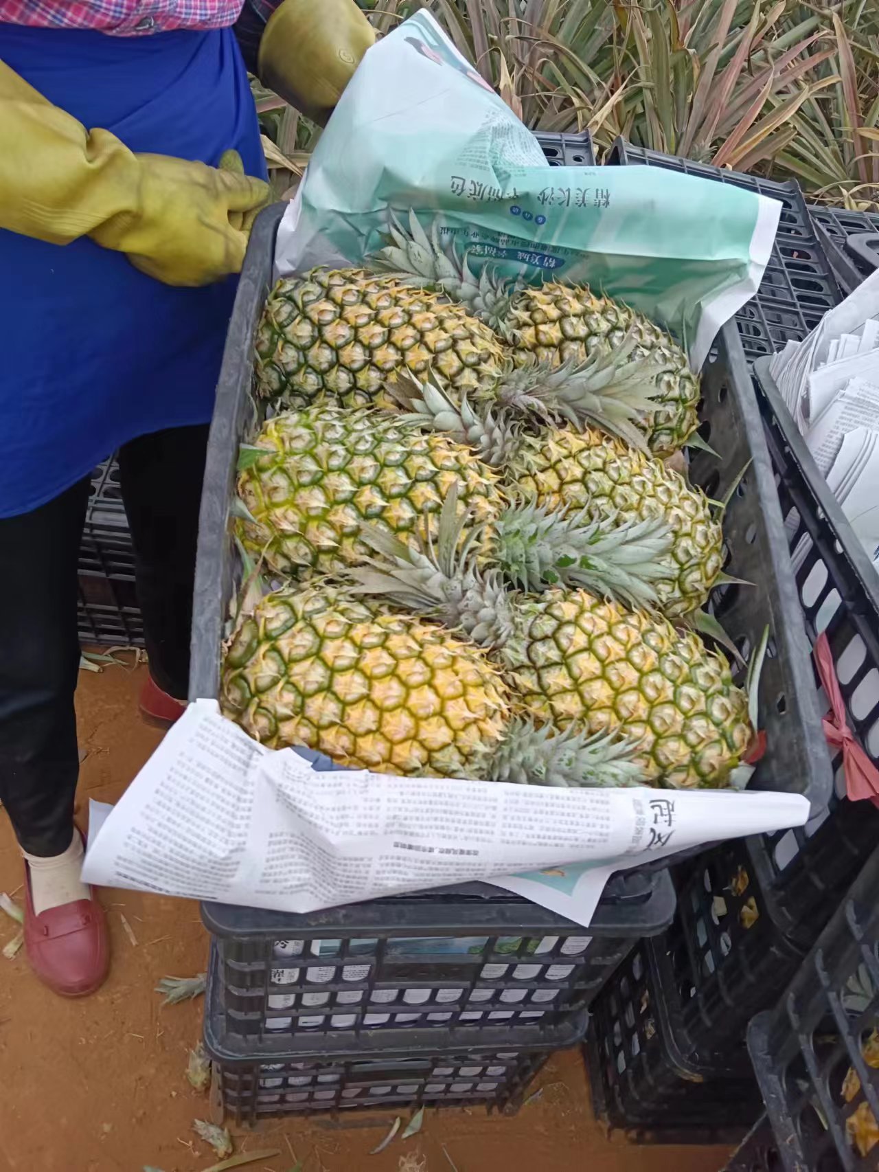 菠萝、徐闻菠萝、 海南香水菠萝、香水小菠萝、凤梨手撕菠萝、