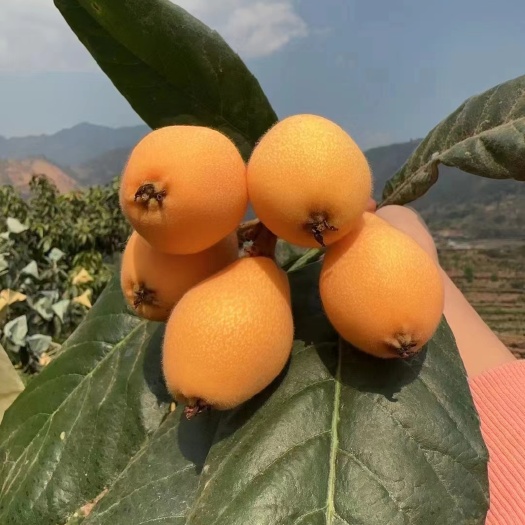 德昌县大凉山米易枇杷