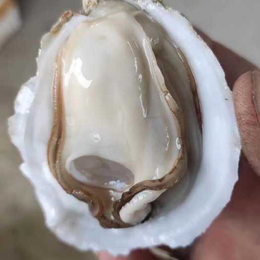 湛江牡蛎 台山湛江生蚝 薄壳脆肉 产地直供 全国冷链发货
