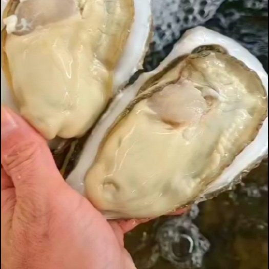 湛江 【精品乳山生蚝】三倍体生蚝，自有养殖和工厂，支持代发和批发