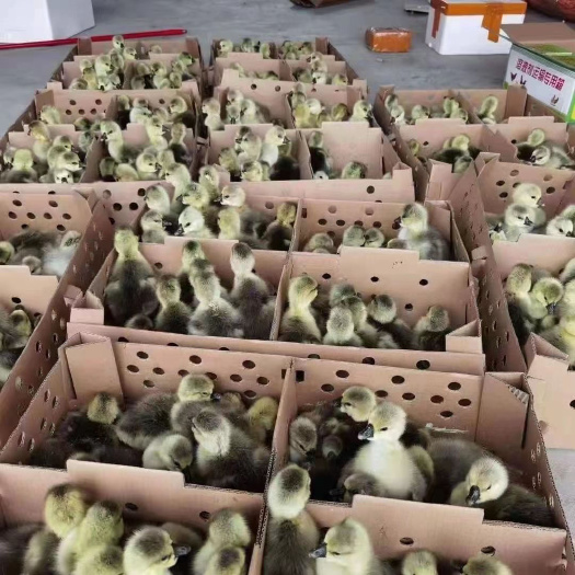 汕头狮头鹅特大纯种巨无霸狮头鹅成年鹅活体批发巨型狮头鹅灰色鹅