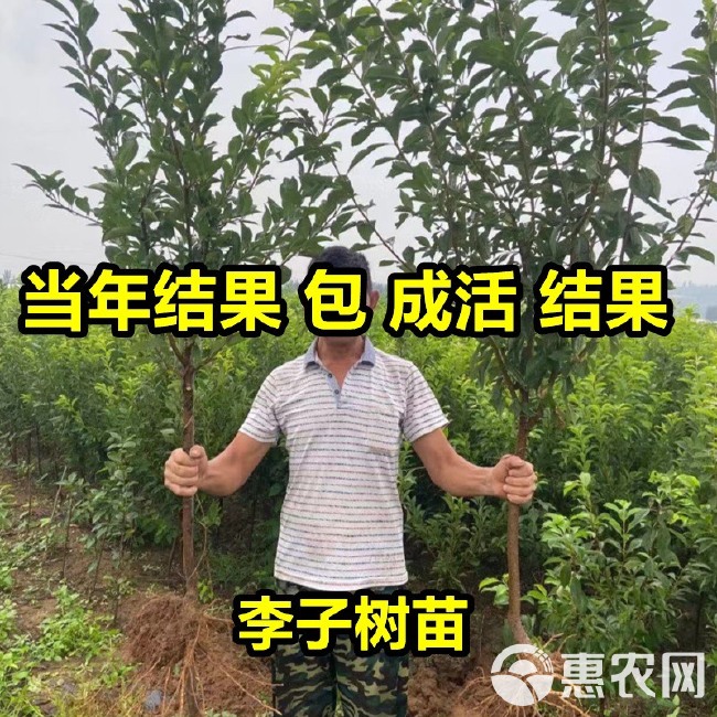 嫁接美人醉李子树苗，南北方种植，特大早熟晚熟无核蜂糖