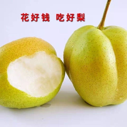 甘肃民乐早苏梨大量出售中，汁浓，个大