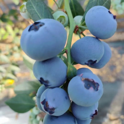 鄱阳县蓝莓苗 奥尼尔蓝莓苗 蓝莓苗批发