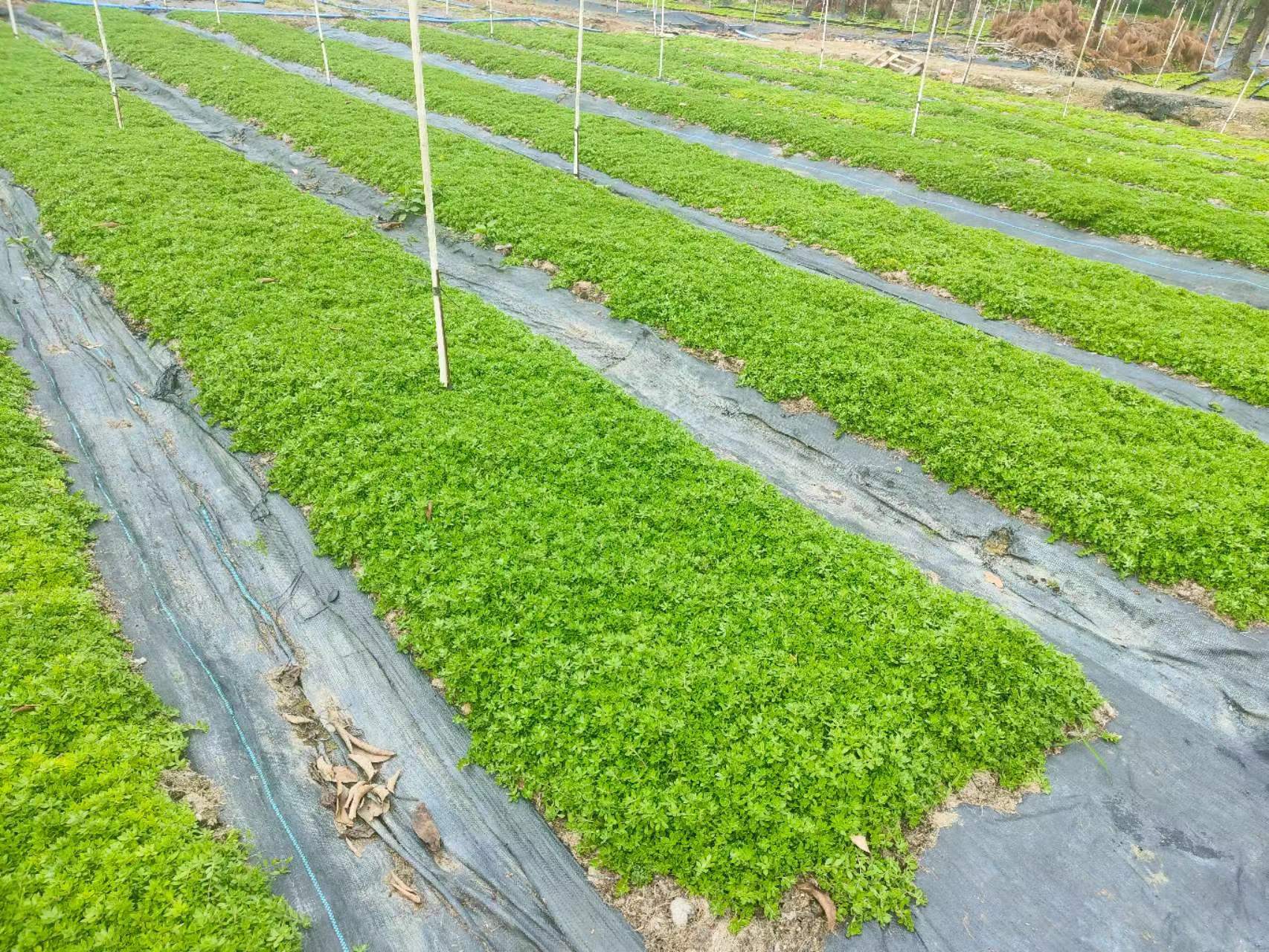 新鲜垂盆草绿叶佛甲草不带土广州增城基地