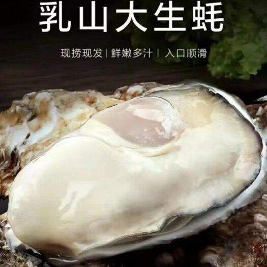 湛江【店铺热销】【乳山生蚝】【净化蚝】【三倍体】冷链物流新鲜到家