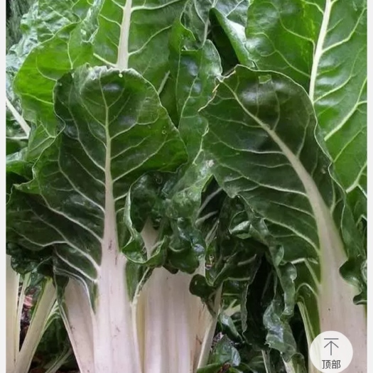 内江牛皮菜，肉厚耐储存耐运输，口感细腻软糯，
