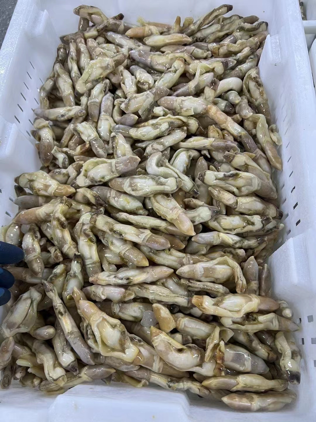 东港市蛏子肉无沙蛏子肉蛏王肉