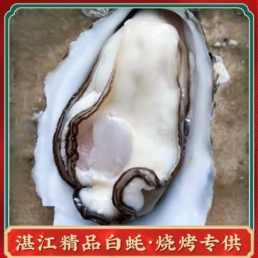湛江精品湛江生蚝白蚝薄壳肉实，烧烤供应产地直销。
