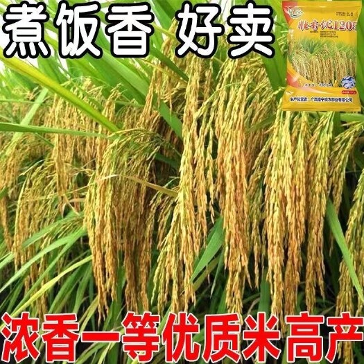 优质杂交香稻种子 壮香优1205 清香香米水稻种子泰国香