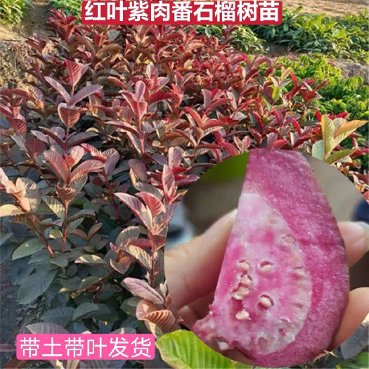 灵山县紫肉番石榴