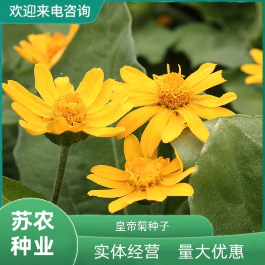 沭阳县皇帝菊种子矮黄帝菊花孑美兰菊种籽耐热长花期阳台可盆栽庭院景观