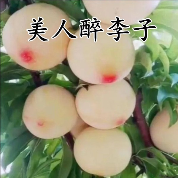 嫁接美人醉李子树苗，南北方种植，特大早熟晚熟无核蜂糖