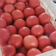 河南大棚西红柿，品质好，耐运输，实地考察，线上保障交易。