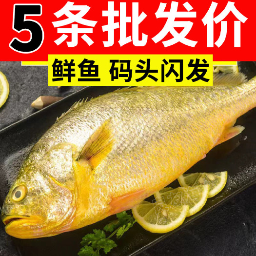 日照【活鱼速冻】大黄花鱼新鲜冷冻黄鱼水产鲜活冰鲜东海鱼黄鱼大黄鱼