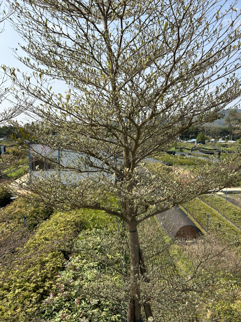 花叶榄仁小叶榄仁 锦叶榄仁 非洲:雨伞榄仁树苗绿化庭院遮荫盆