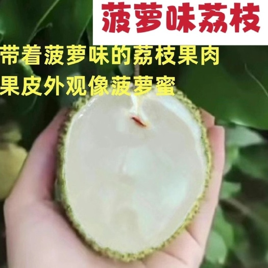 灵山县新品种荔枝果树苗马贵荔枝苗冰荔荔枝王桂味仙进奉荔枝树当年结果