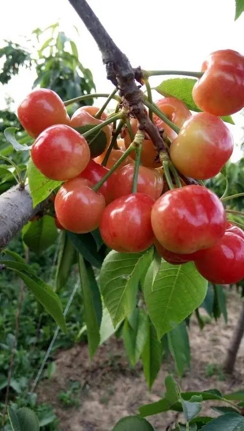 大荔县陕西布鲁克斯樱桃