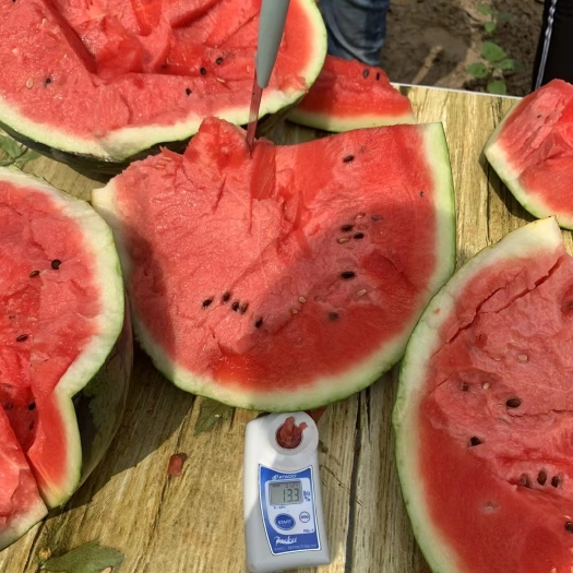 寿光市甜王西瓜苗