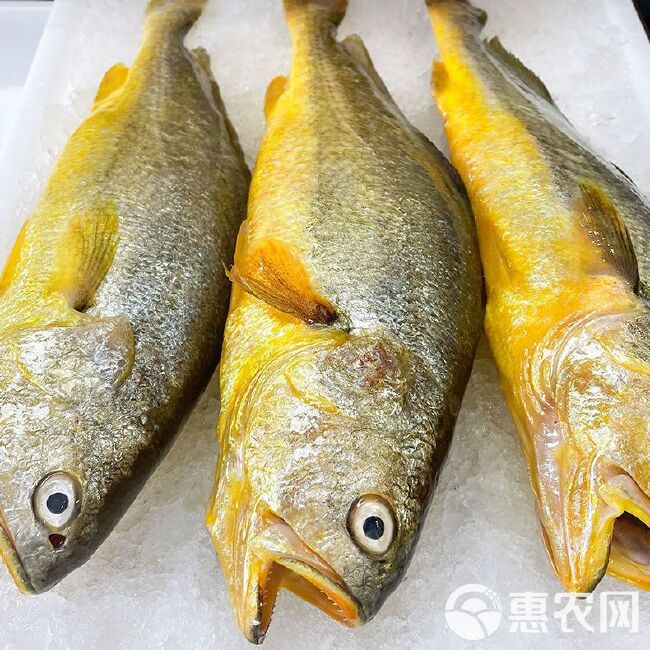 【活鱼速冻】大黄花鱼新鲜冷冻黄鱼水产鲜活冰鲜东海鱼黄鱼大黄鱼