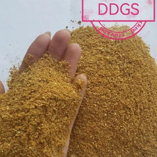 正定县玉米酒糟 ddgs