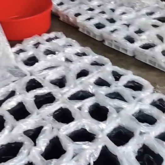 优质牛蛙蝌蚪苗 蝌蚪苗 牙签苗 圆头苗 自育苗孵化基地
