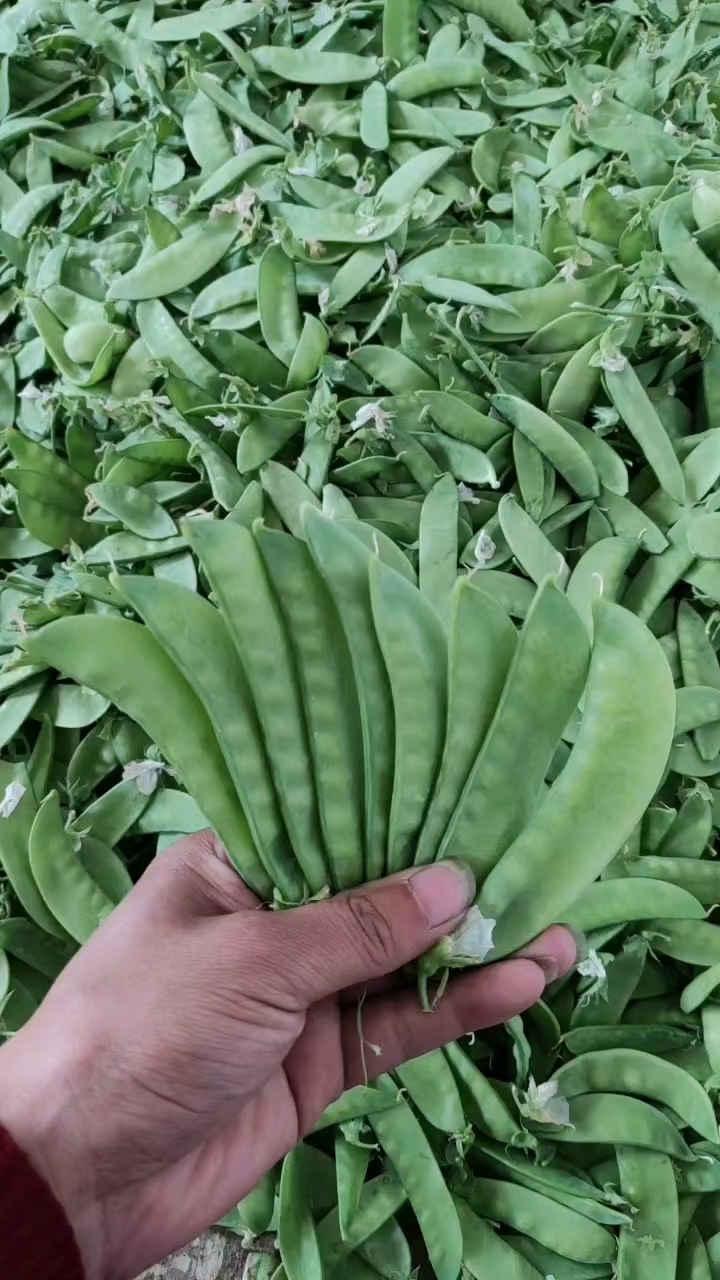 荷兰豆，豌豆荚，青脆爽口。时令新鲜。