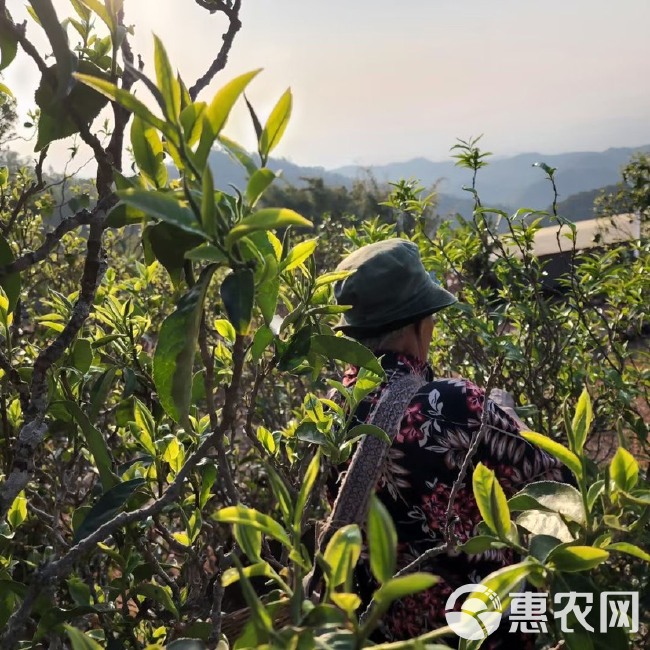 普洱百年古树茶，茶汤清澈清香甘甜，2024年春茶支持一件代发