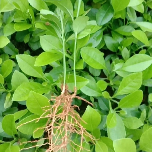 阳朔县大量供应柠檬苗 小籽柠檬苗  土柠檬苗 红柠檬小苗