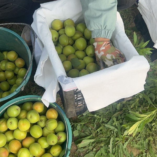 陕西渭南大荔大棚金太阳杏大量上市