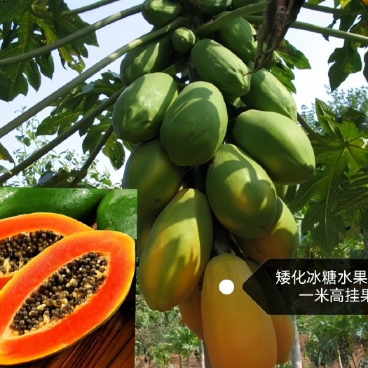 南宁矮化冰糖红心水果木瓜，矮化大青木瓜，一米高挂果