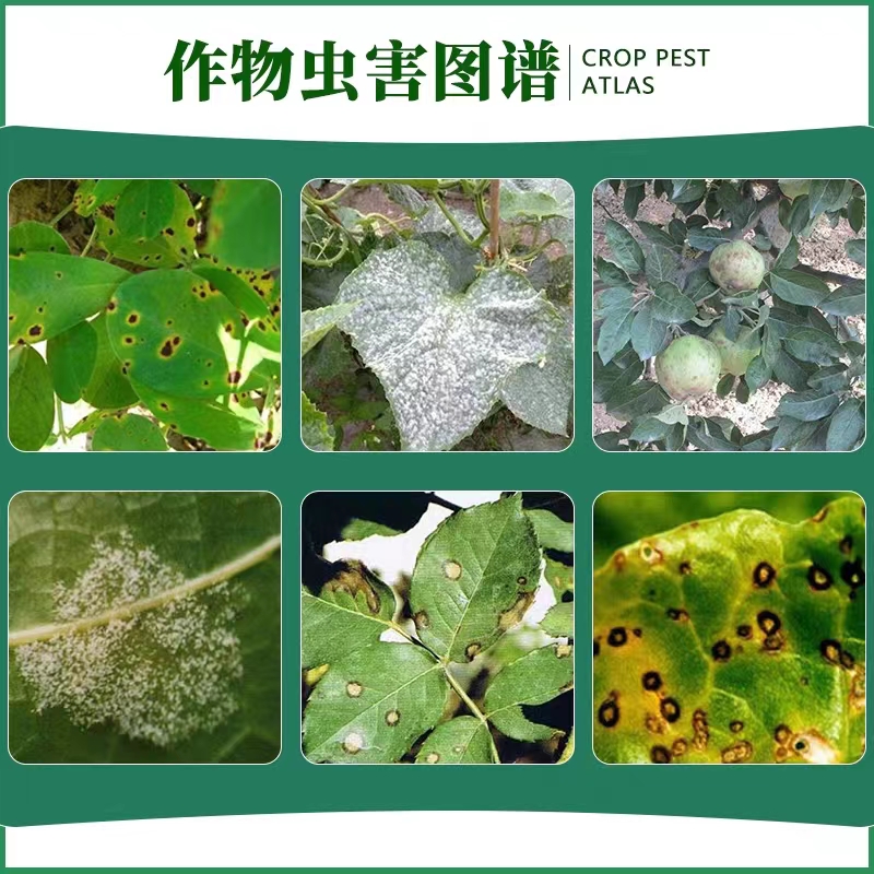 30%吡唑醚菌酯茵酯脂吡挫叶斑稻瘟纹枯白粉病农药小麦杀菌剂