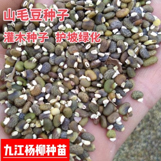九江今年新采山毛豆种子 灌木种子 山毛豆种子行情价格 量大优惠