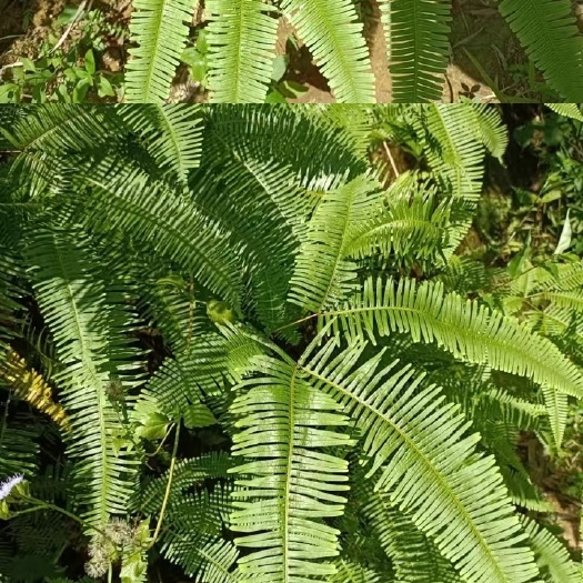 新兴县芒萁