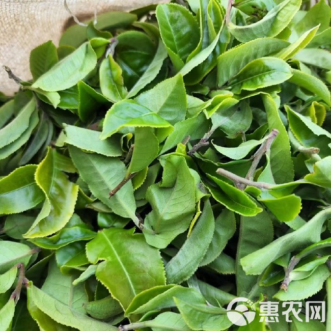 普洱百年古树茶，茶汤清澈清香甘甜，2024年春茶支持一件代发