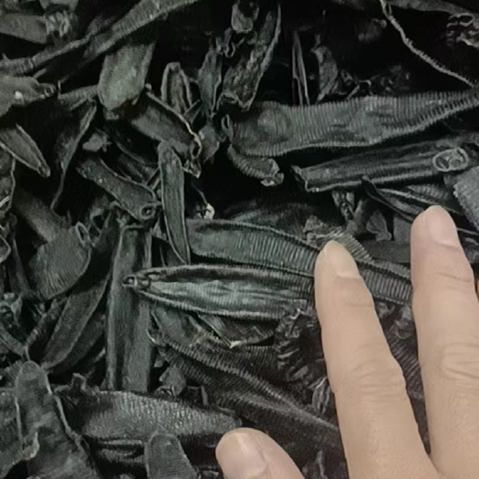 东兴市菲牛水蛭
