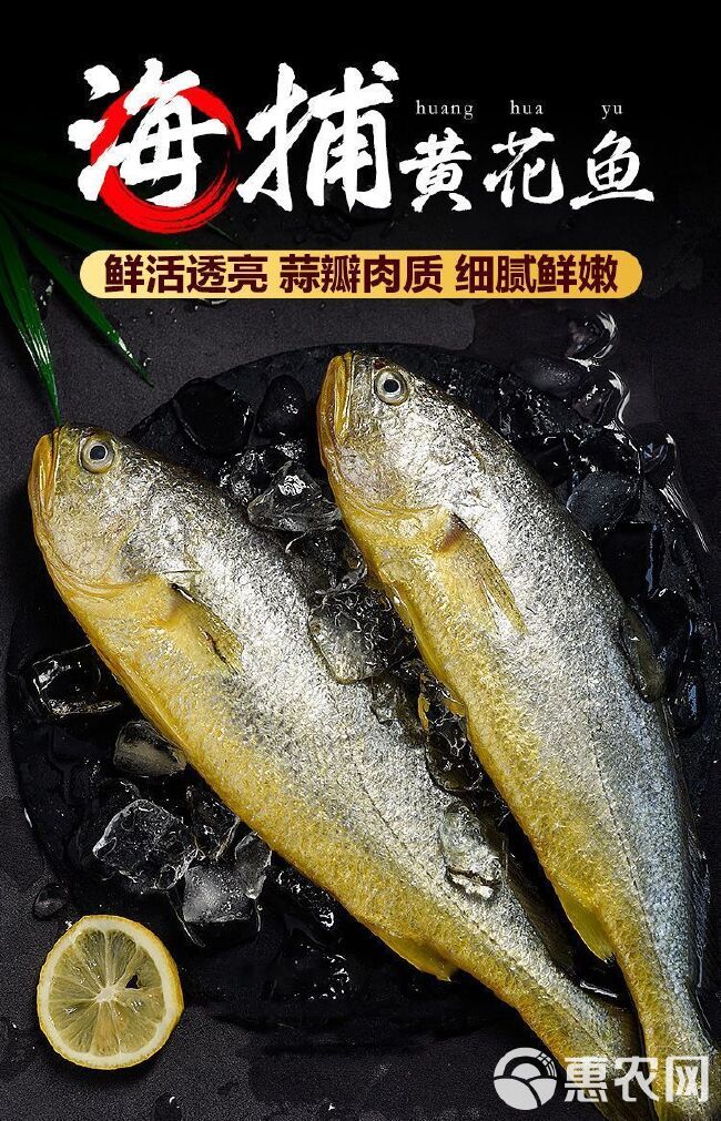 【活鱼速冻】大黄花鱼新鲜冷冻黄鱼水产鲜活冰鲜东海鱼黄鱼大黄鱼