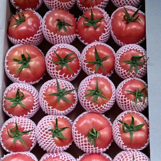 饶阳县硬粉 草莓 口感 西红柿