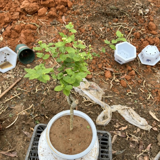 横州市重瓣茉莉  茉莉花老桩