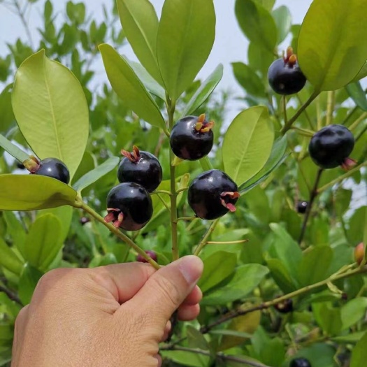 灵山县巴西樱桃树苗，黑玫瑰樱桃苗